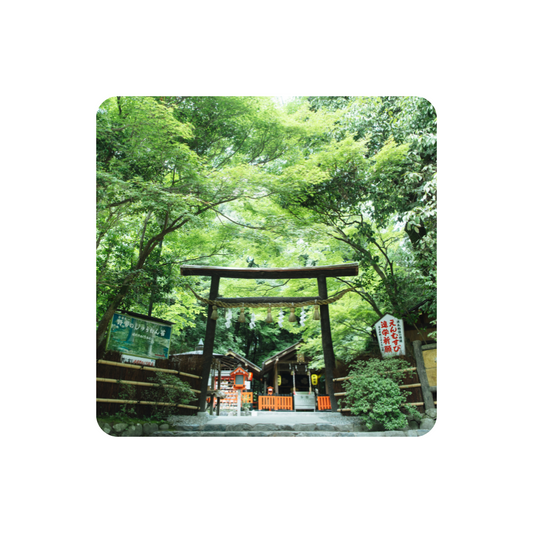 日本人と“ひのき”の深い関係｜古来から続く癒しと信仰の木
